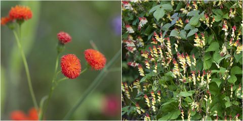 årliga blommor