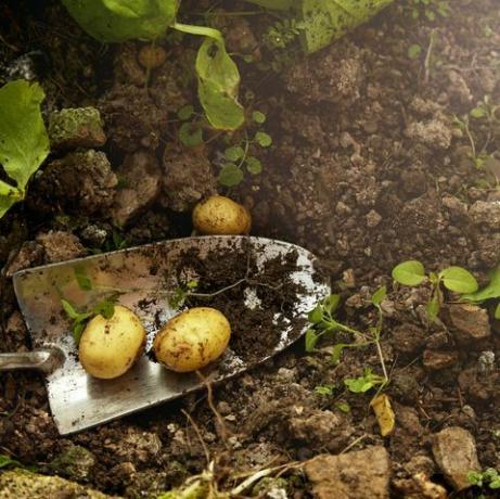 egenodlad potatis från ett växthus