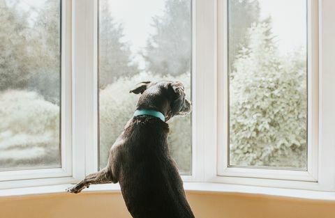 hund tittar ut genom ett fönster
