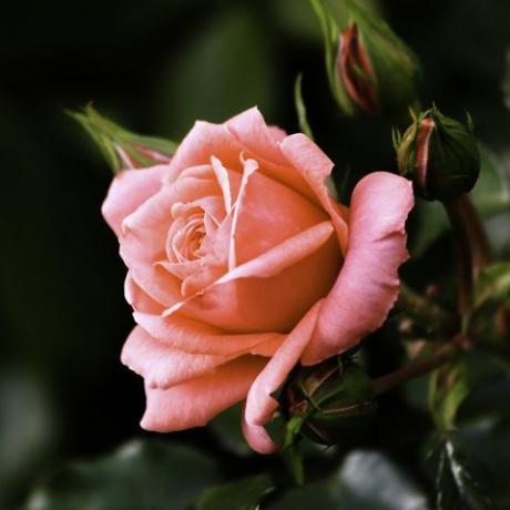 närbild av blommande rosenblomma