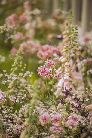 fingerborgsblommor chelsea flower show