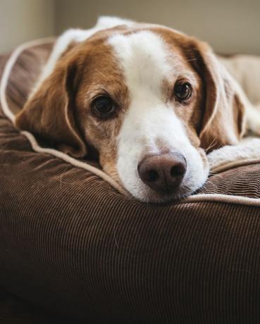 närbild porträtt av hund liggande