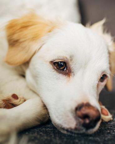 porträtt av liten vit kokoni ras hund uppkrupen vila i heminredning