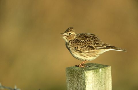 skylark