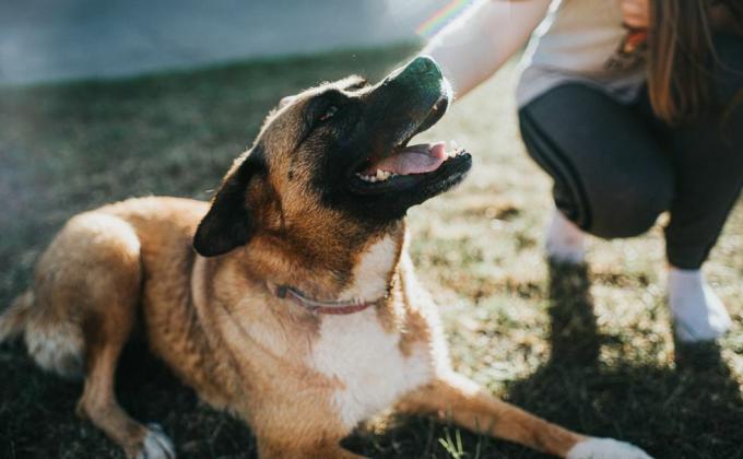 blandras hund på gräs