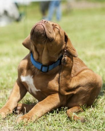 dogue de bordeaux valp, loppangrepp