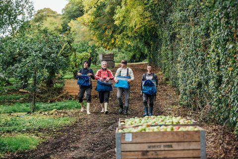 plockare som arbetar hårt för att samla in äpplena