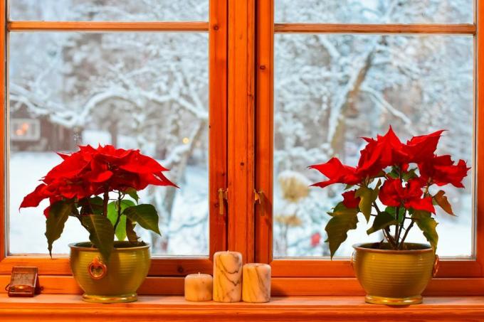 norska jultraditioner två julstjärnor och ljusstakar i köksfönstret utsikt över trädgård och träd med snö