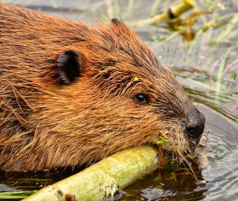 Beaver simning innehav gren
