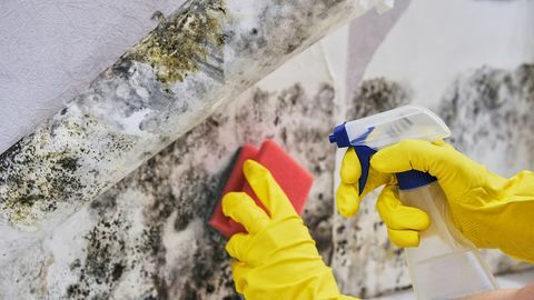 hushållerska hand med handske rengöring mögel från vägg med svamp och sprayflaska