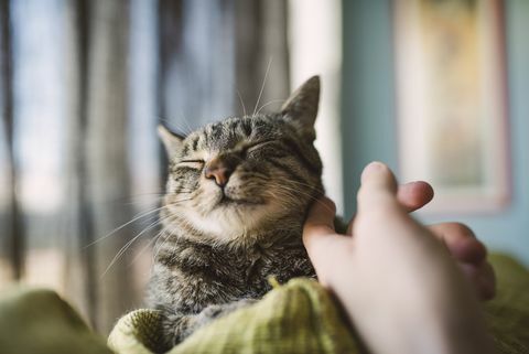 Hand av mannen som strök tabby cat