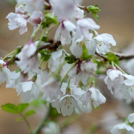 vårblommor – körsbärsblom