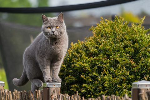 ganska brittisk korthårskatt som står på en stolpe i trädgårdsstaketet