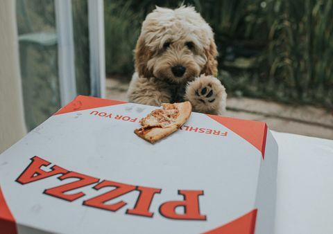 en hoppfull sandig färgad cockapoo-valp har sett en överbliven skiva pizza ovanpå en pizzakartong, han ser sin chans och tar tillfället i akt att ta pizzan och springa