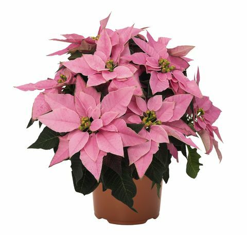 Wyevale Garden Centers lanserar exklusiva Poinsettia - Millennial pink