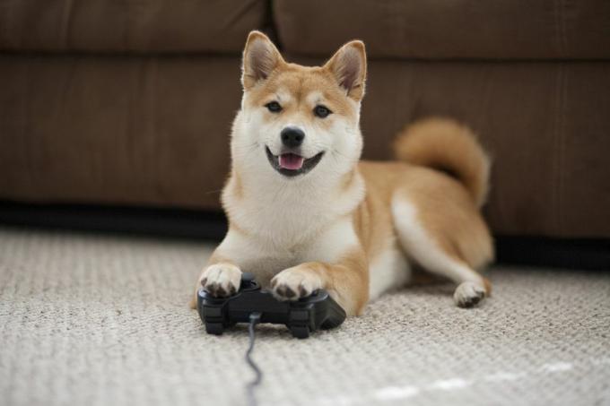 hund som spelar spel