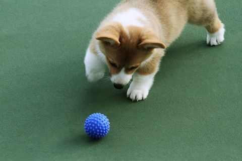 Hundar är bättre på att jaga blåfärgade bollar än röda eller gröna, visar ny forskning