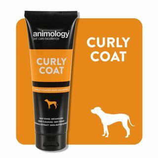 Curly Coat Hundschampo