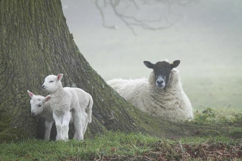 Får och lamm på Ickworth - National Trust Justin Morris