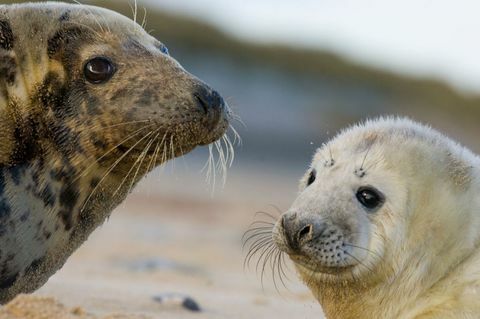 Gray Seal, Halichoerus gryphus, kvinnlig och valp, Norfolk