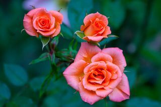 tre rosa röda rosor närbild trädgård