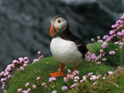Atlantisk lunnefågel på Shetlandsöarna