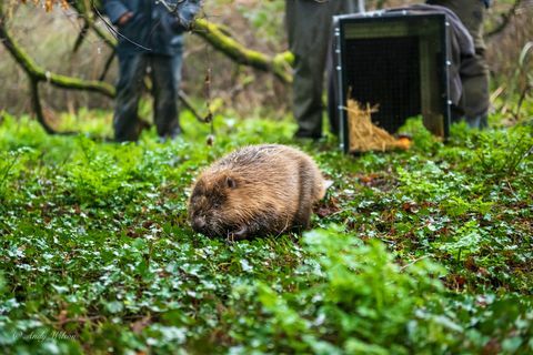 bävrar släpptes i cornwall