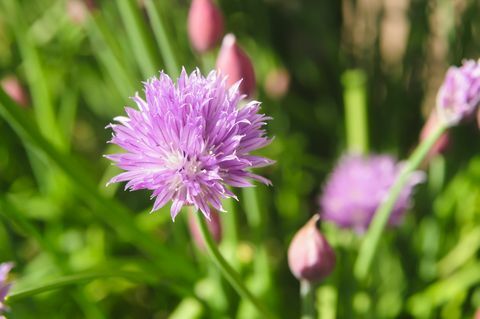 Gräslökar (Allium schoenoprasum) i blomma