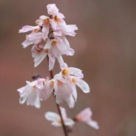 vårblommor – vit forsythia