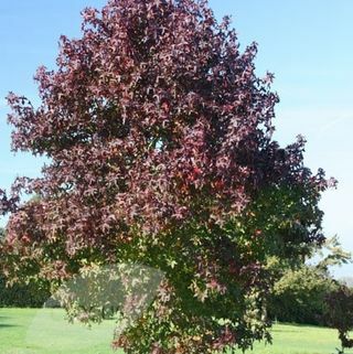 Liquidambar styraciflua 'Worplesdon'