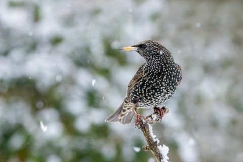 staren på vintern letar efter mat, fågelmatare