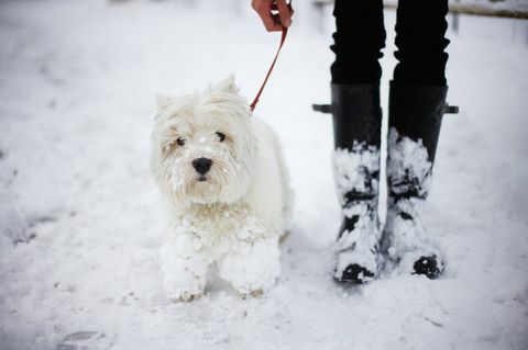 en west highland white terrier och ägare i snö