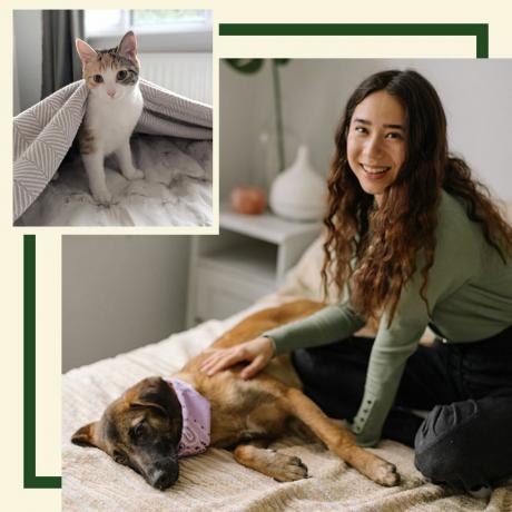 iams, delphine chui, nola, dillon, hund, katt