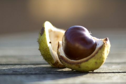 Conker foto