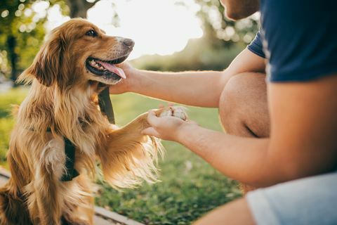 killen och hans hund, golden retriever, stadspark