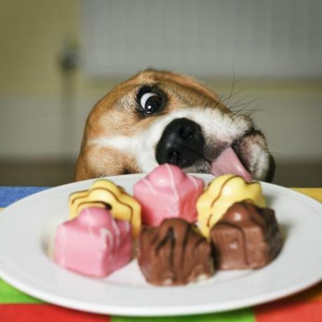 Hund som försöker slicka en platta med franska snygga kakor