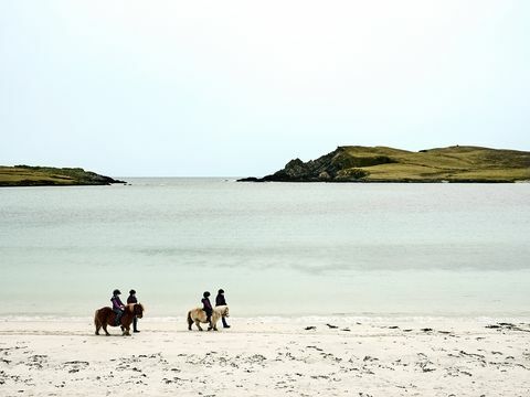 shetland ponnyer