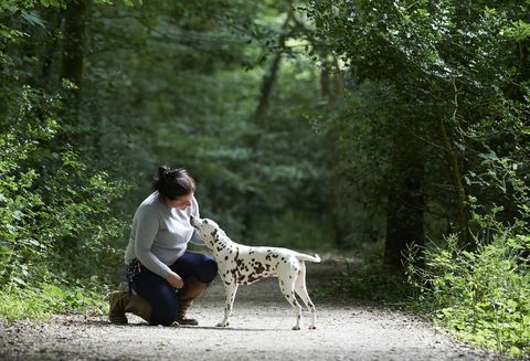 hund på promenad i skogen