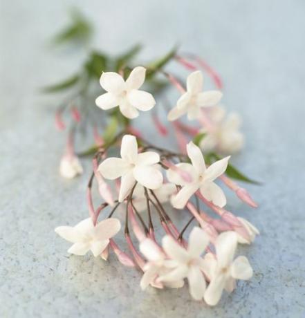 Färska jasminblommor