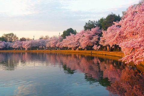Japan planterar 1 000 av dess ikoniska körsbärsröda träd i Storbritannien