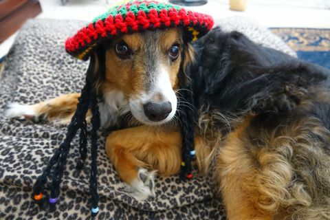 Reggae dog