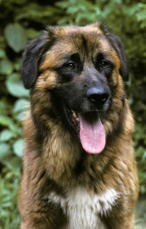 cao da serra da estrela, portugisisk fjällhund, porträtt av vuxen med tungan ut