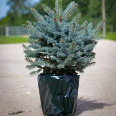 Lyxig färsk julgran - Kruka Blå Gran (Picea pungens glauca) - För omedelbar leverans