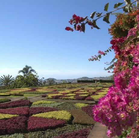 botaniska trädgården i Funchal, Madeira