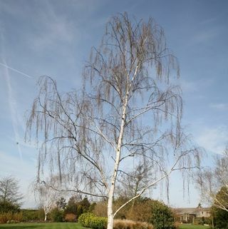 Silverbjörk – Betula pendula