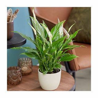 Peace Lily Plant