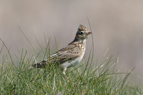 skylark alauda arvensis foder i kustgrässlätten, trevoshuvudet, cornwall