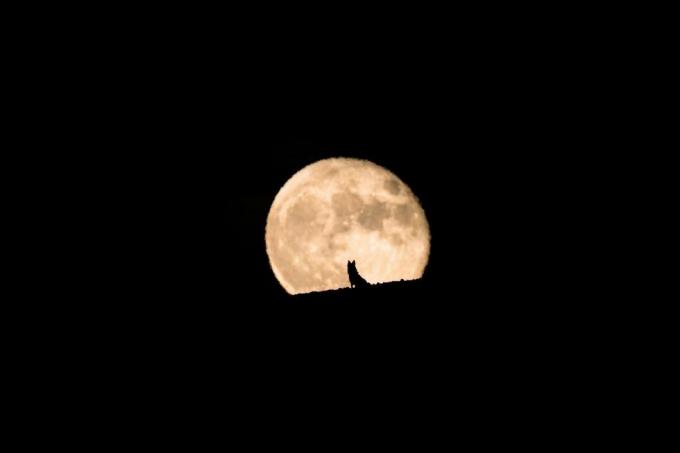 siluett av en varghund som ser fullmånen gå upp, fullmåne och siluett, husdjursfotografering, halloween