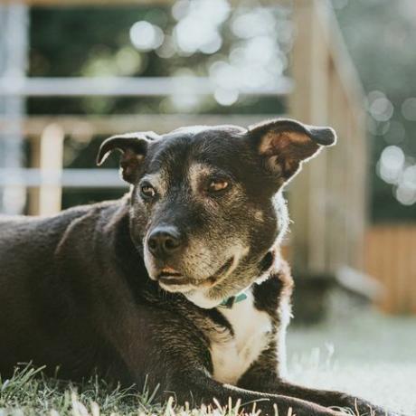 ett porträtt av en staffordshire bull terrior labrador cross svart hund som ligger på gräset i en solig trädgård hon är avslappnad och varnar utrymme för kopia