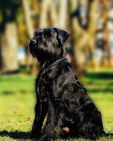 närbild porträtt av hund jätte schnauzer tjänstehund